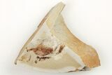 Partial, Miocene Pea Crab (Pinnixa) Fossil - California #205072-1
